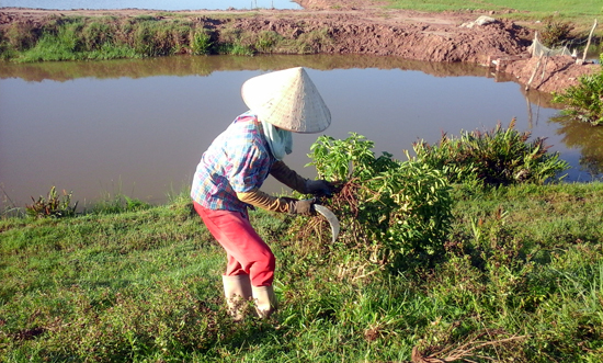 Khai thác cây thuốc nam cần đi đôi với bảo tồn